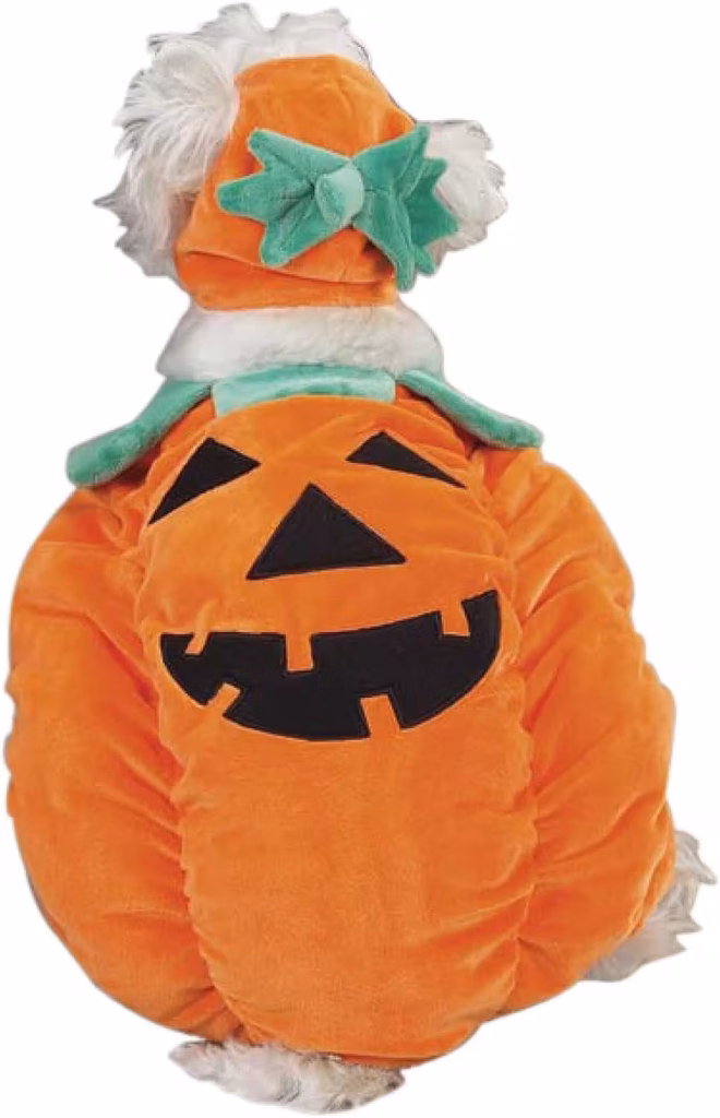 Zack & Zoey Pumpkin Pooch dog Halloween costume
